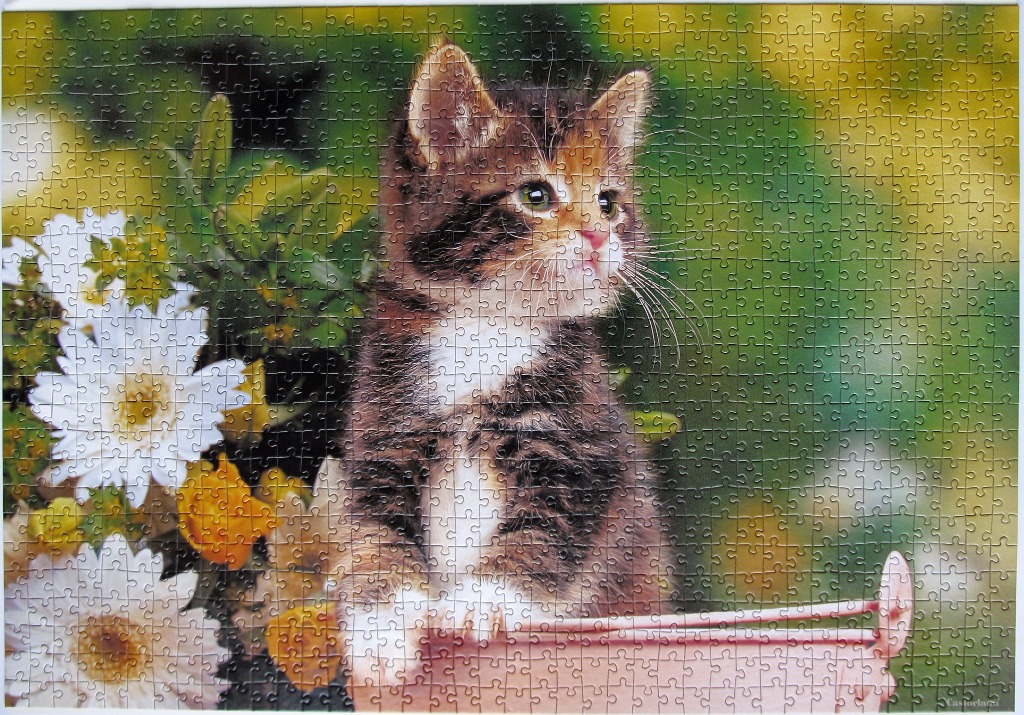 A close-up photograph of a small calico kitten peeking over the edge of a pink bucket surrounded by white flowers.