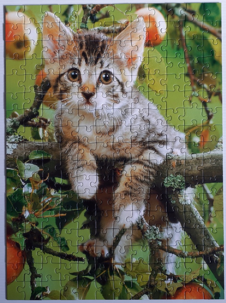 A close-up photograph of a fluffy tabby kitten perched on a tree branch among apples.