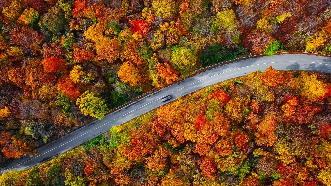 Aerial view of a lone car traveling along a winding road surrounded by a dense autumn forest.
