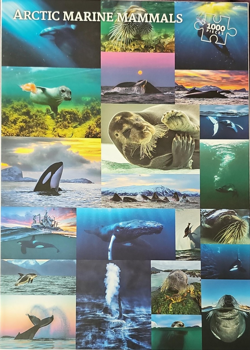 A collage of various Arctic marine mammals including whales, seals, and walruses in their natural habitats.