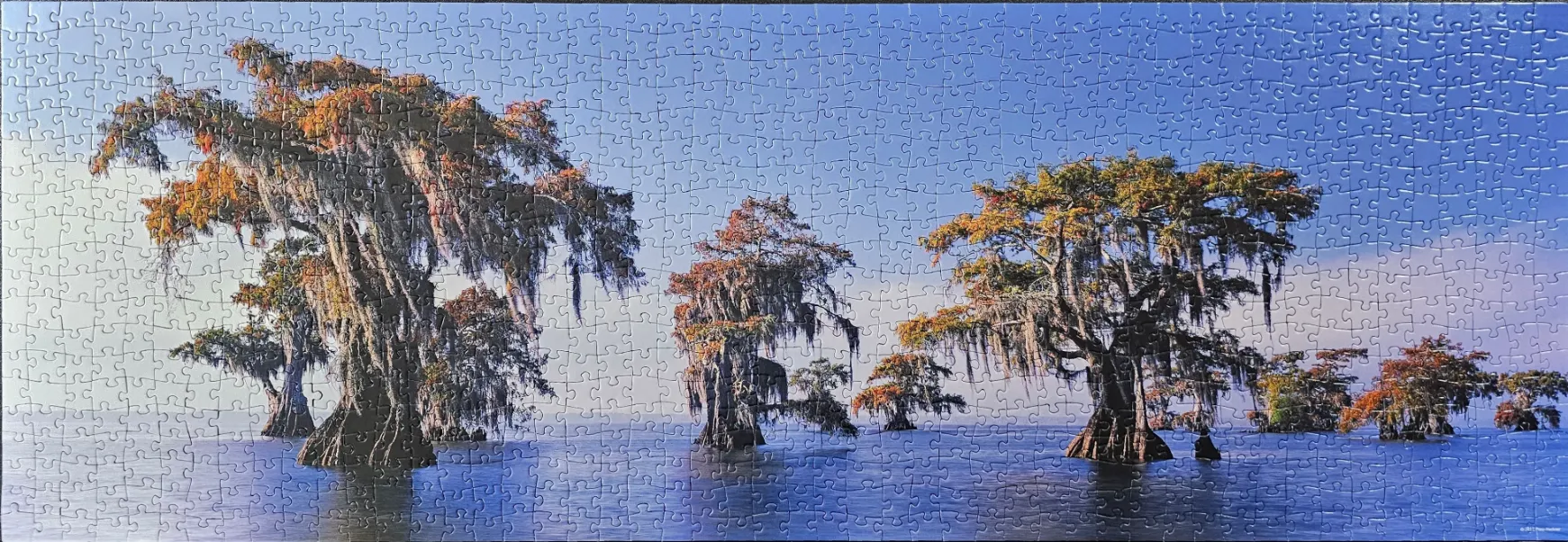 Panoramic view of cypress trees with Spanish moss in a swamp under a clear blue sky.