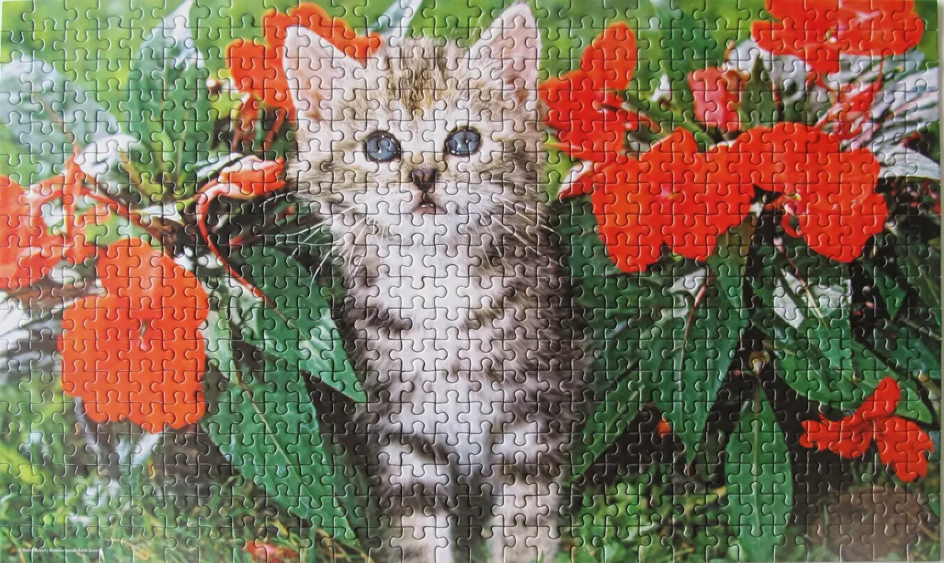 A close-up portrait of a fluffy tabby kitten standing amidst vibrant red flowers and green leaves.