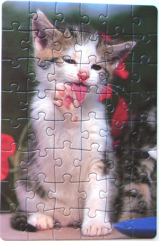 Close-up photograph of a fluffy calico kitten grooming itself against a garden background.