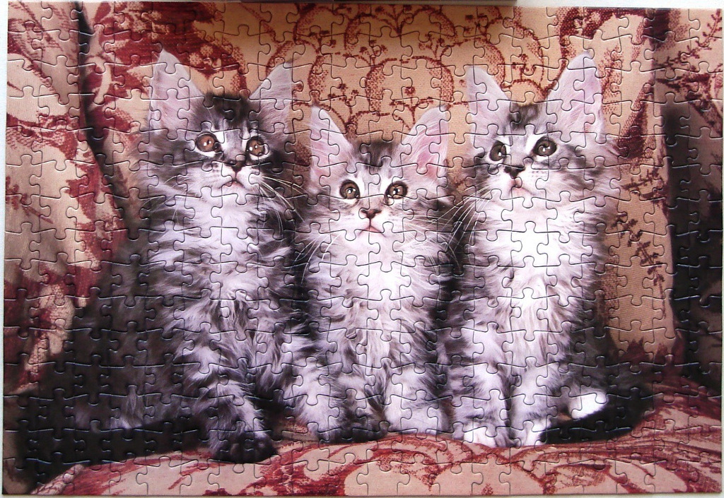 Three fluffy kittens sitting side-by-side against a patterned red and beige fabric background.