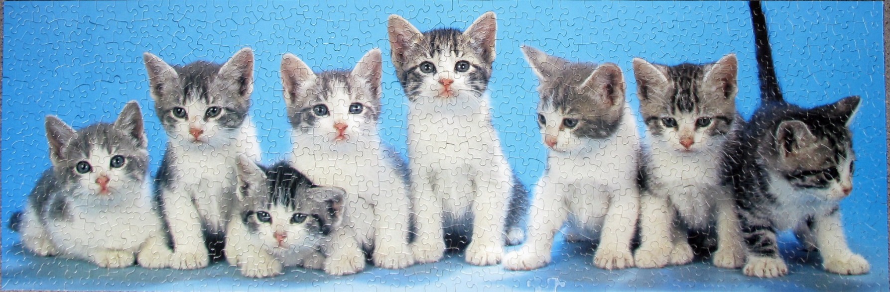 A panoramic studio photograph featuring seven identical-looking tabby and white kittens standing against a blue background.