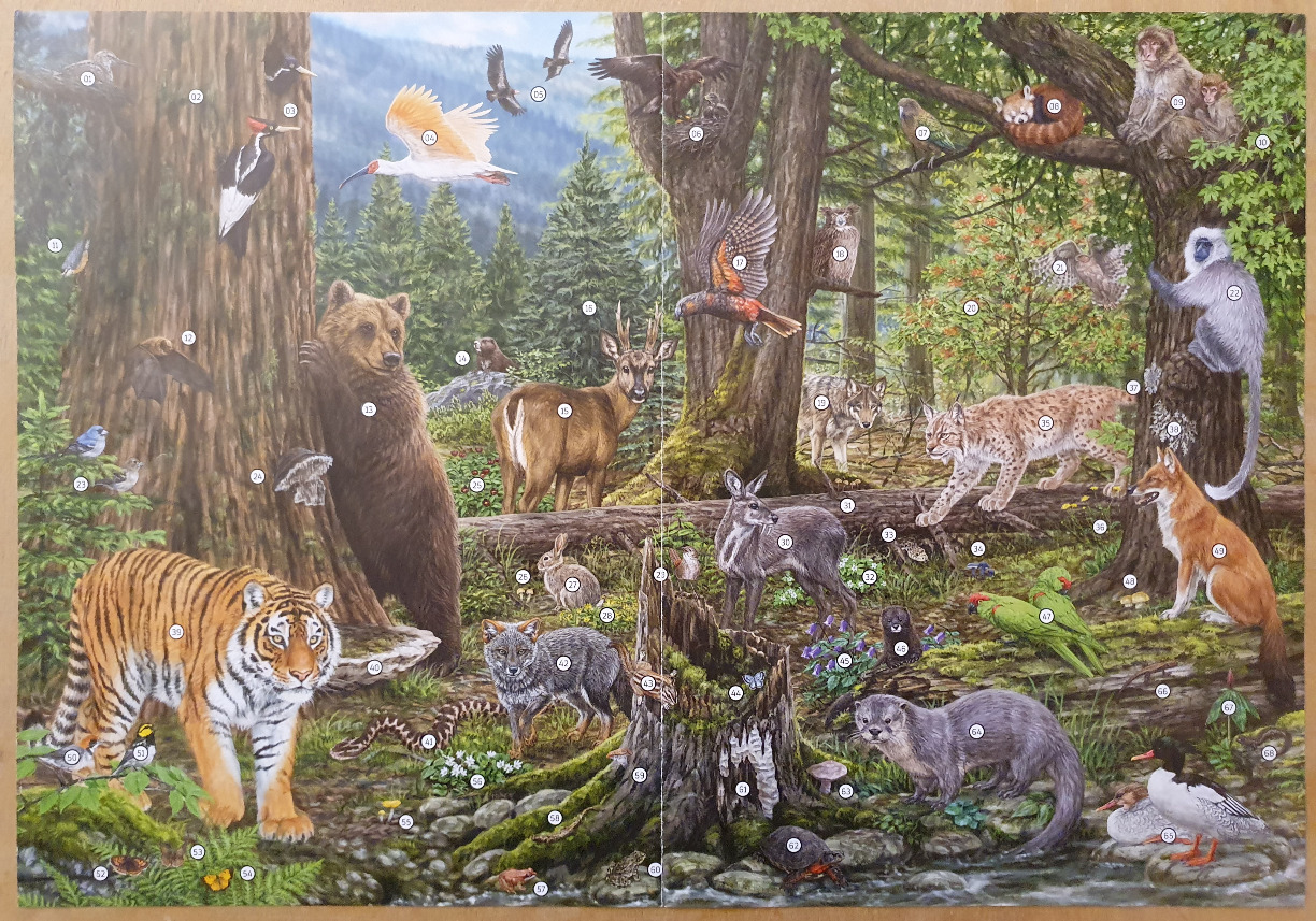 A detailed illustration of a lush forest filled with numerous species of wildlife numbered for identification.