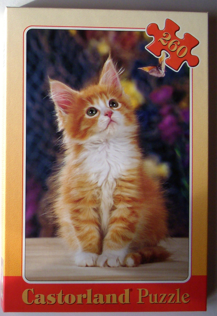 Fluffy ginger and white kitten looking up at a butterfly