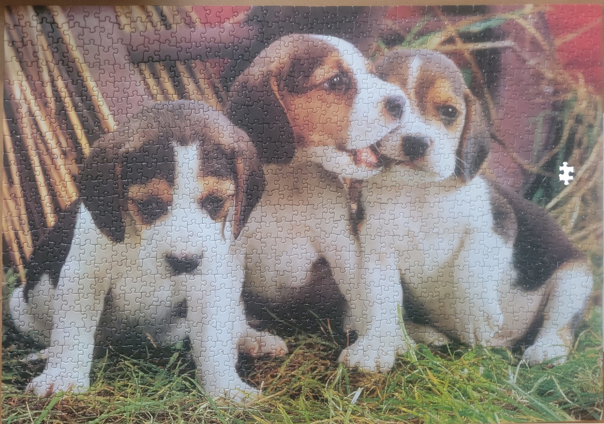 Three beagle puppies sitting together in the grass