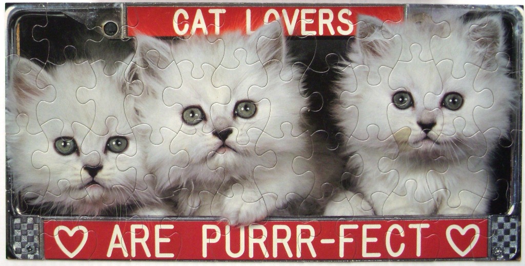 Three fluffy white kittens behind a novelty sign that reads CAT LOVERS ARE PURRR-FECT