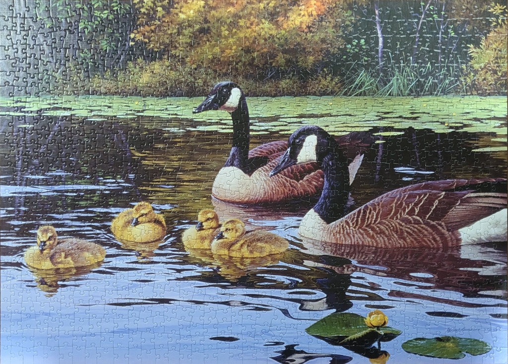 A family of Canada geese swimming in a pond with lily pads and autumn foliage in the background.
