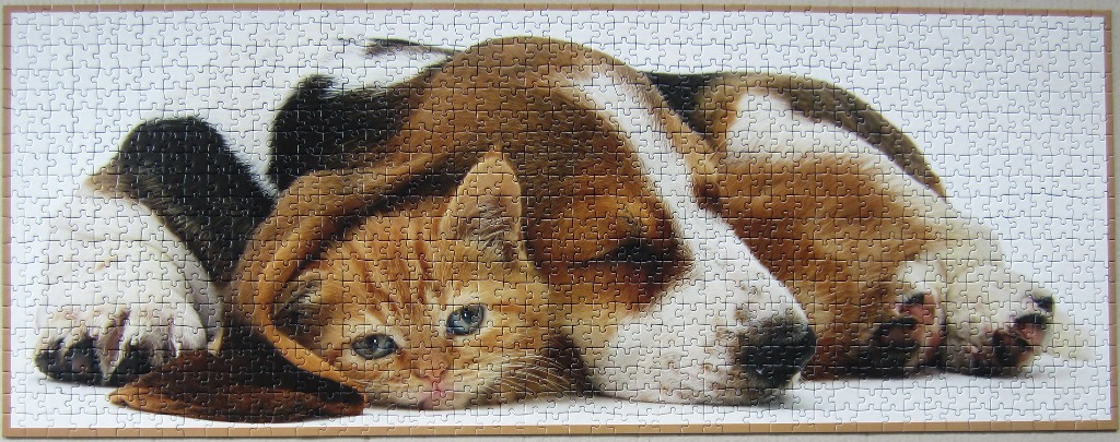 A beagle puppy and a small orange kitten cuddling and sleeping together on a white background.
