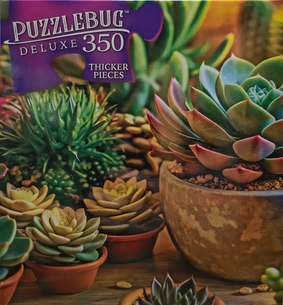 A collection of potted succulents on a wooden surface.