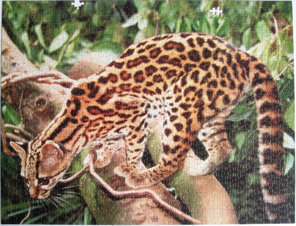 An ocelot perched on a tree branch in a lush, green jungle environment.