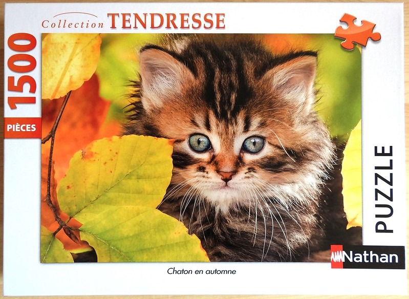 A close-up portrait of a fluffy, brown-tabby kitten surrounded by vibrant autumn leaves.