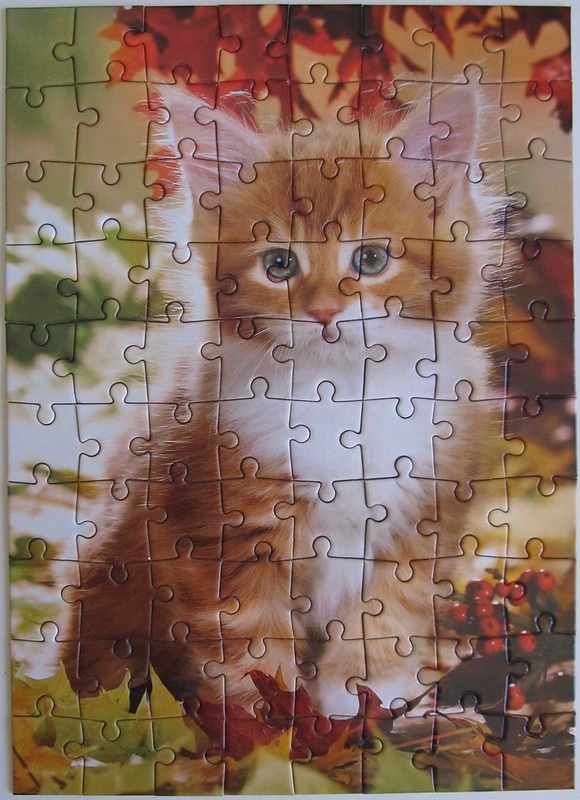 Close-up portrait of a fluffy orange and white kitten surrounded by autumn foliage.