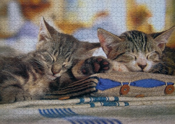 Two tabby kittens sleeping side by side on a soft, blue-trimmed cushion.