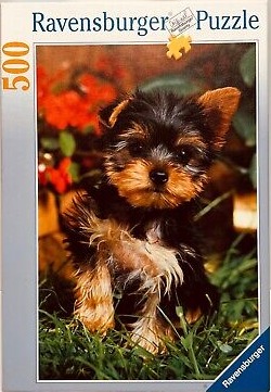 A close-up photograph of a tiny Yorkshire Terrier puppy sitting in the green grass.