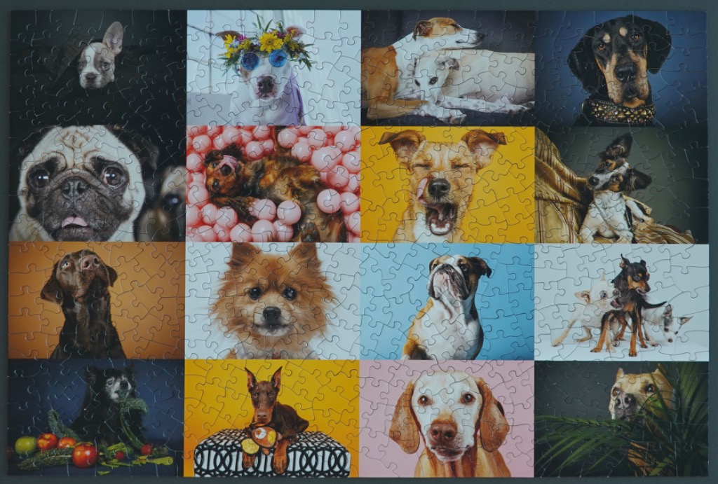 A grid of sixteen varied dog portraits in different settings and colors.