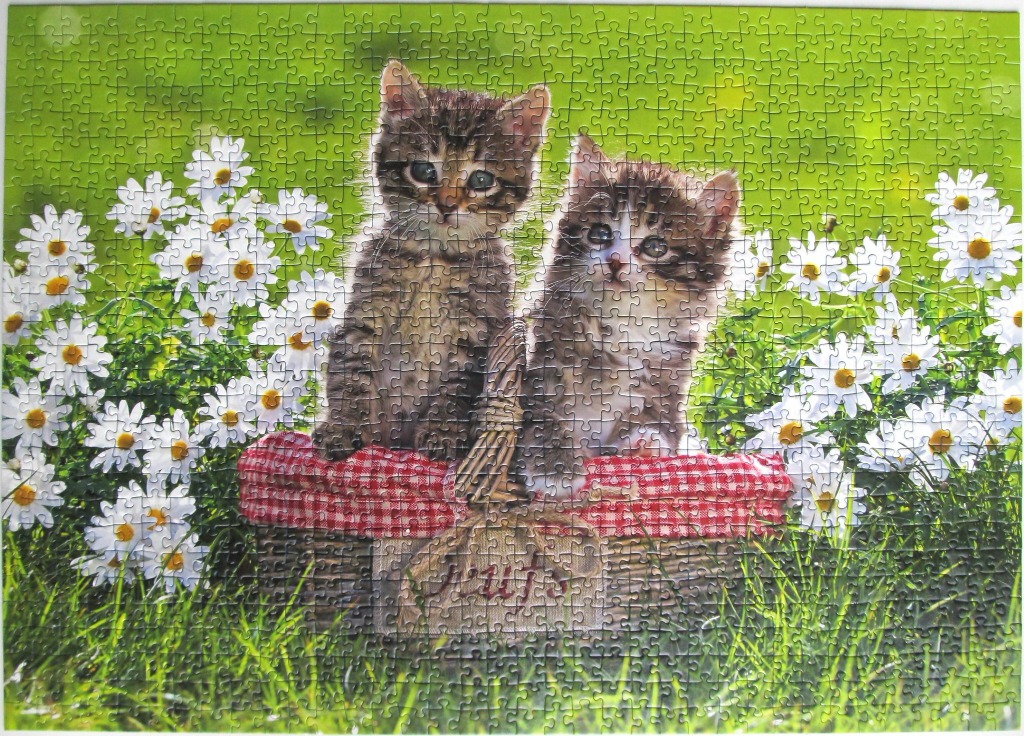 Two fluffy tabby kittens sitting in a wicker basket amidst a field of white daisies