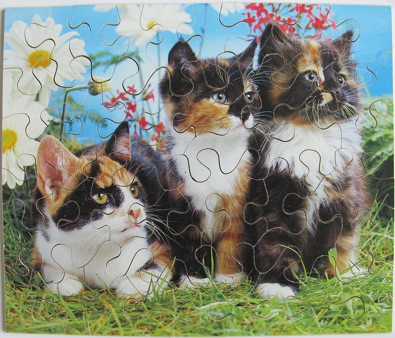 Three calico kittens sitting in a field of daisies and grass