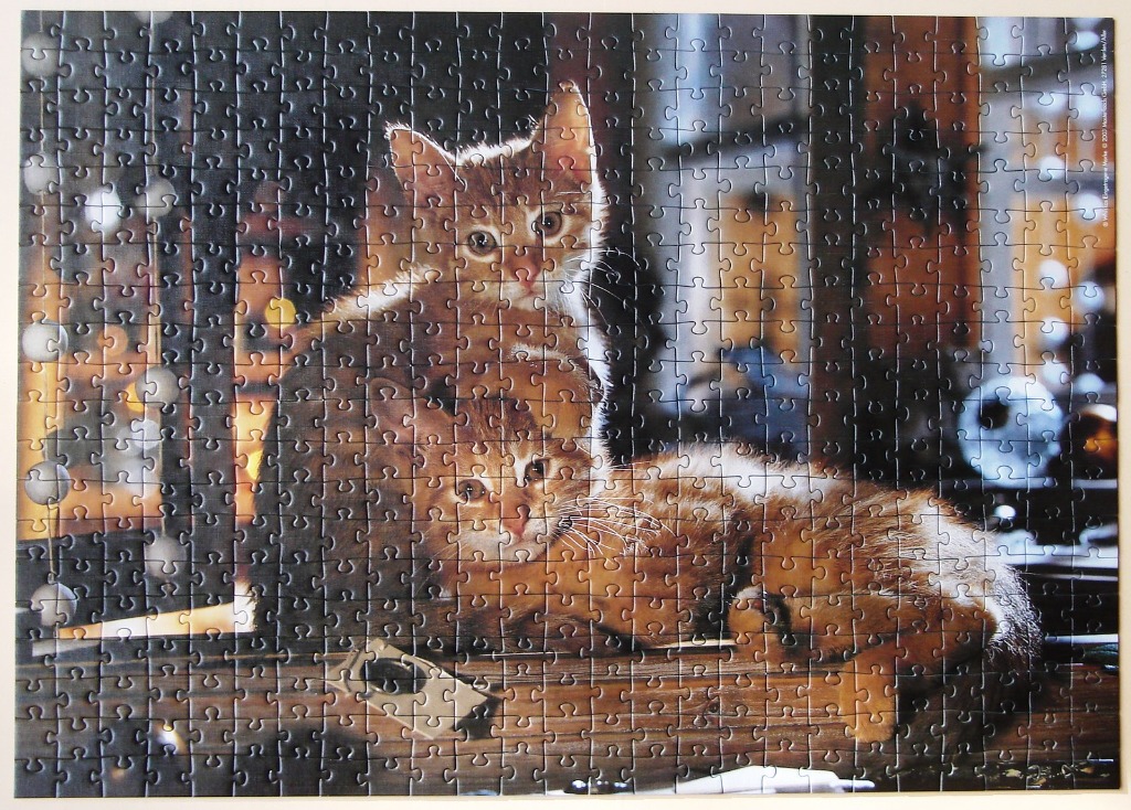 Two ginger kittens sitting together in a dimly lit, cozy room with fairy lights in the background.