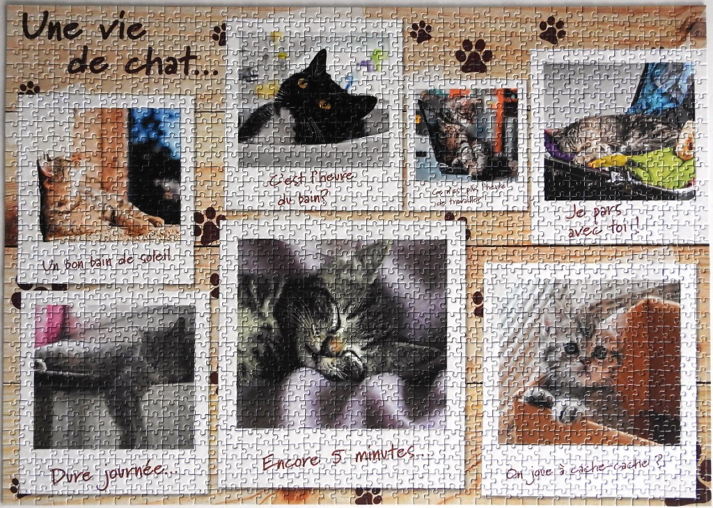 A collage of seven polaroid-style cat photos arranged on a wooden background with French captions.