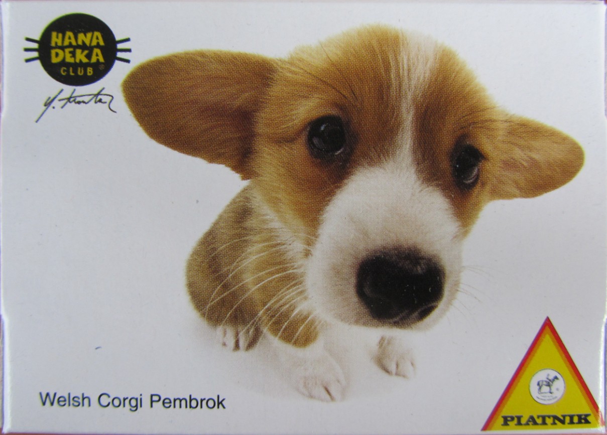 Close-up portrait of a Pembroke Welsh Corgi puppy with large ears on a white background.