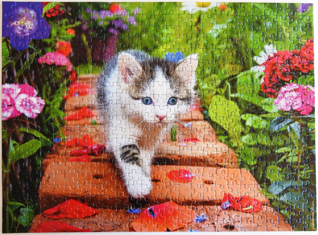 A fluffy kitten walking down a brick garden path lined with colorful flowers.