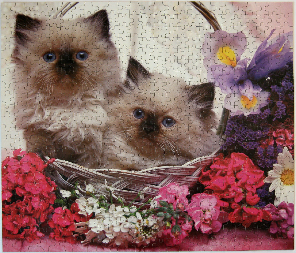 Two fluffy Himalayan kittens sitting in a wicker basket surrounded by colorful flowers.