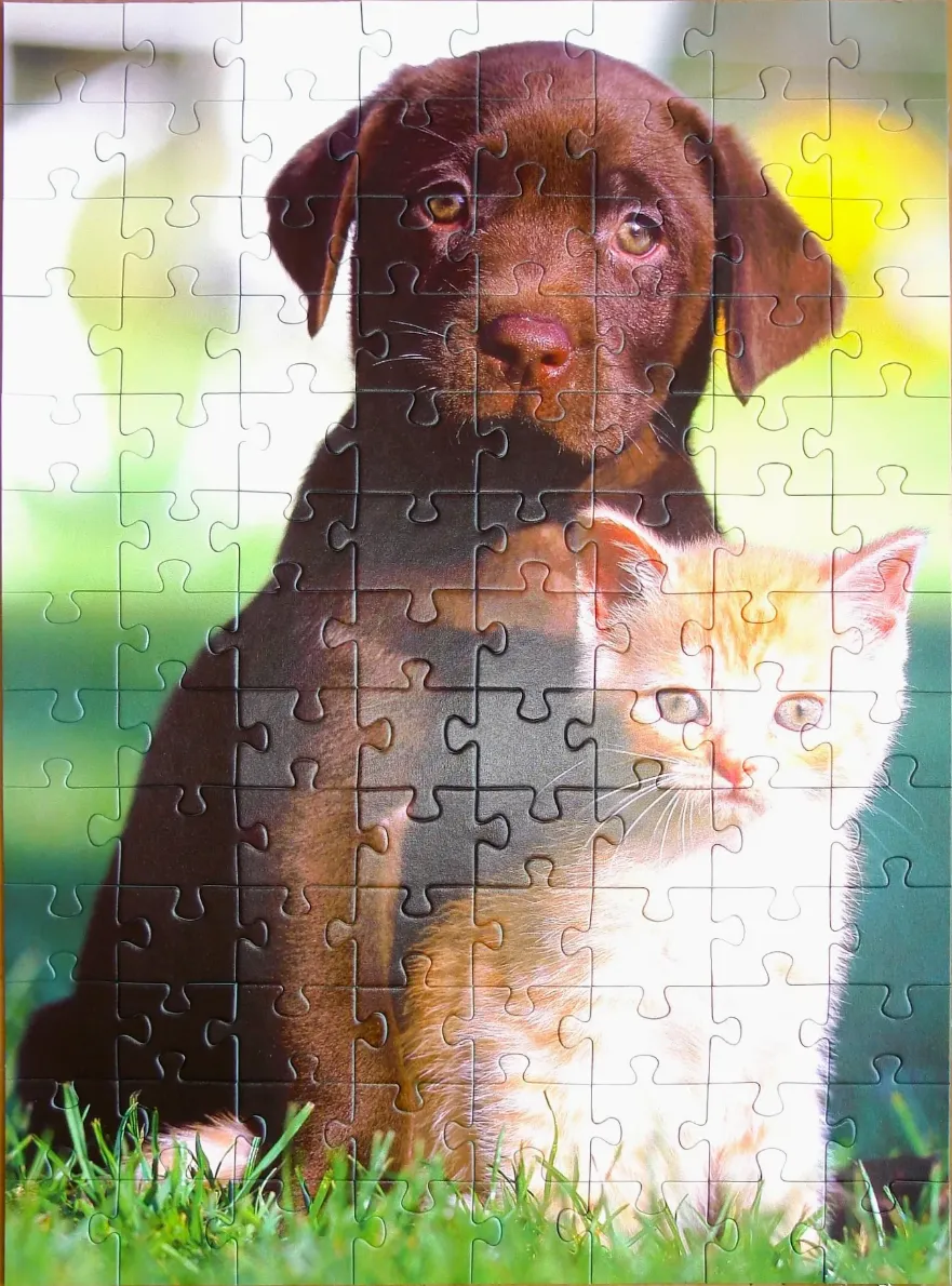 A chocolate Labrador puppy and a ginger kitten sitting together in the grass.