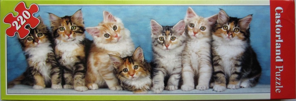 A row of six fluffy Maine Coon kittens sitting against a blue backdrop.