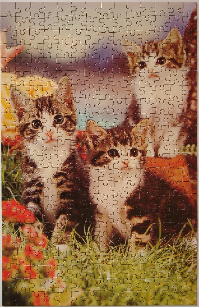 Three tabby kittens sitting in a vibrant garden filled with flowers and greenery.