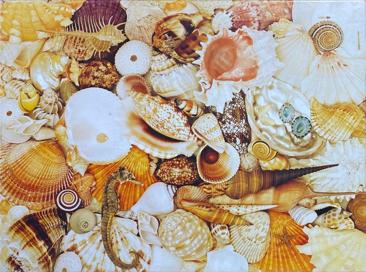 A dense, colorful collection of various seashells and a single seahorse packed tightly together.