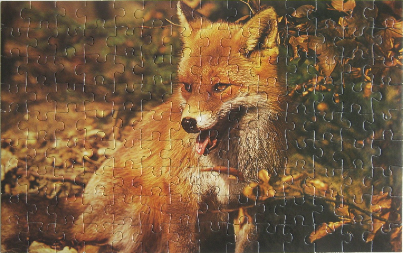 A photographic portrait of a red fox in an autumn forest.