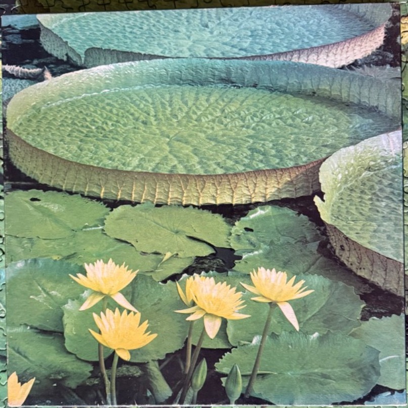 Giant Victoria amazonica water lily pads floating above smaller green lily pads and bright yellow water lily flowers.