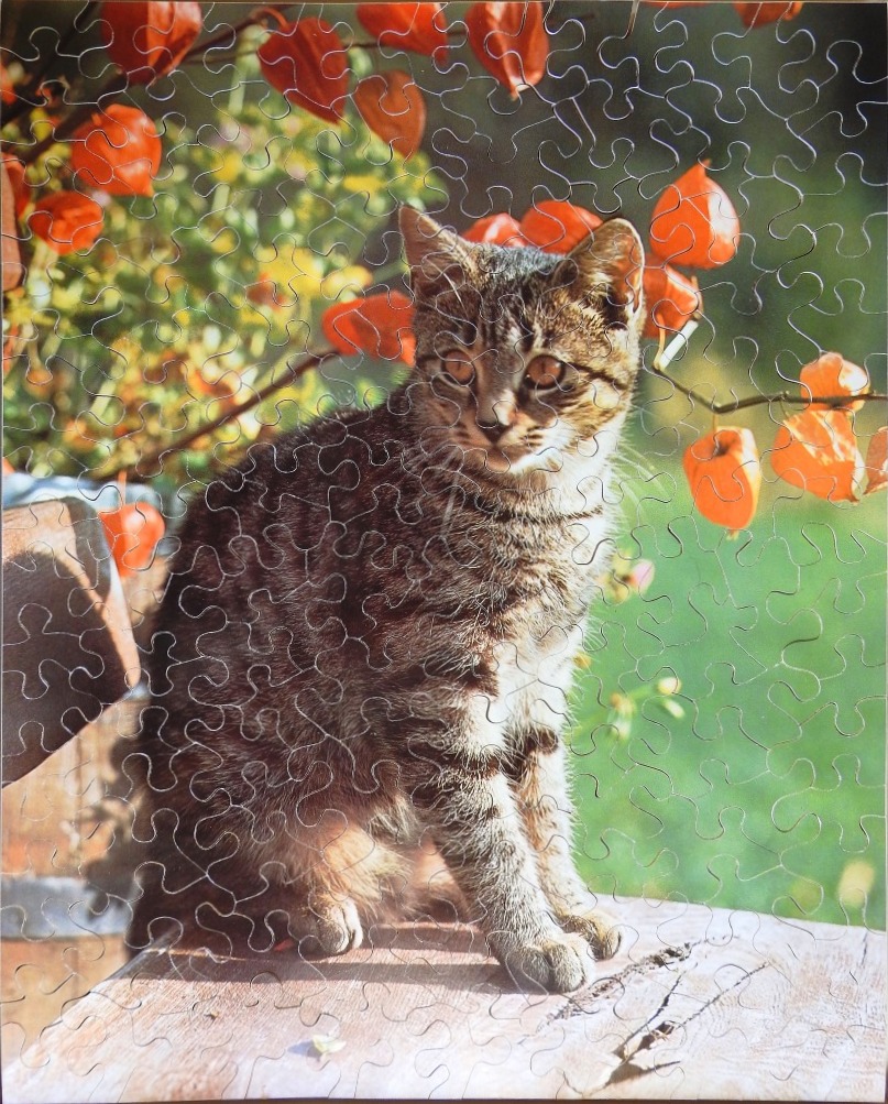 A young tabby cat sitting on a wooden surface in front of bright orange Chinese lantern flowers.