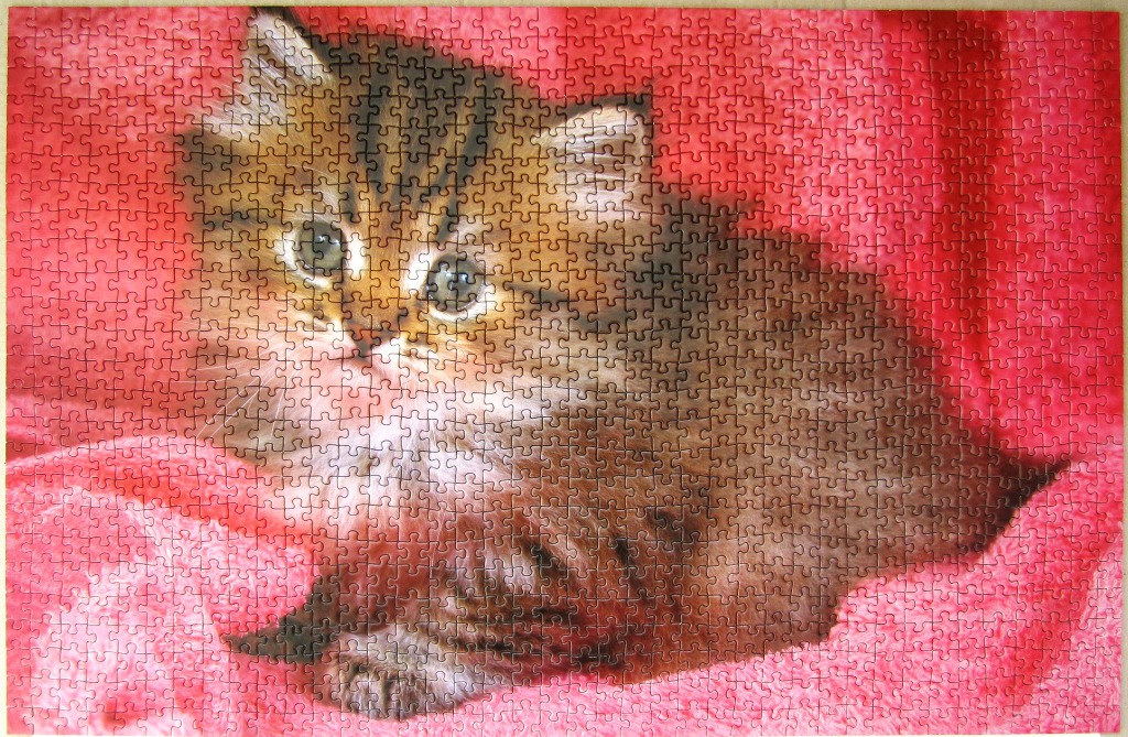 A fluffy brown tabby kitten sits on a soft, bright pink blanket.