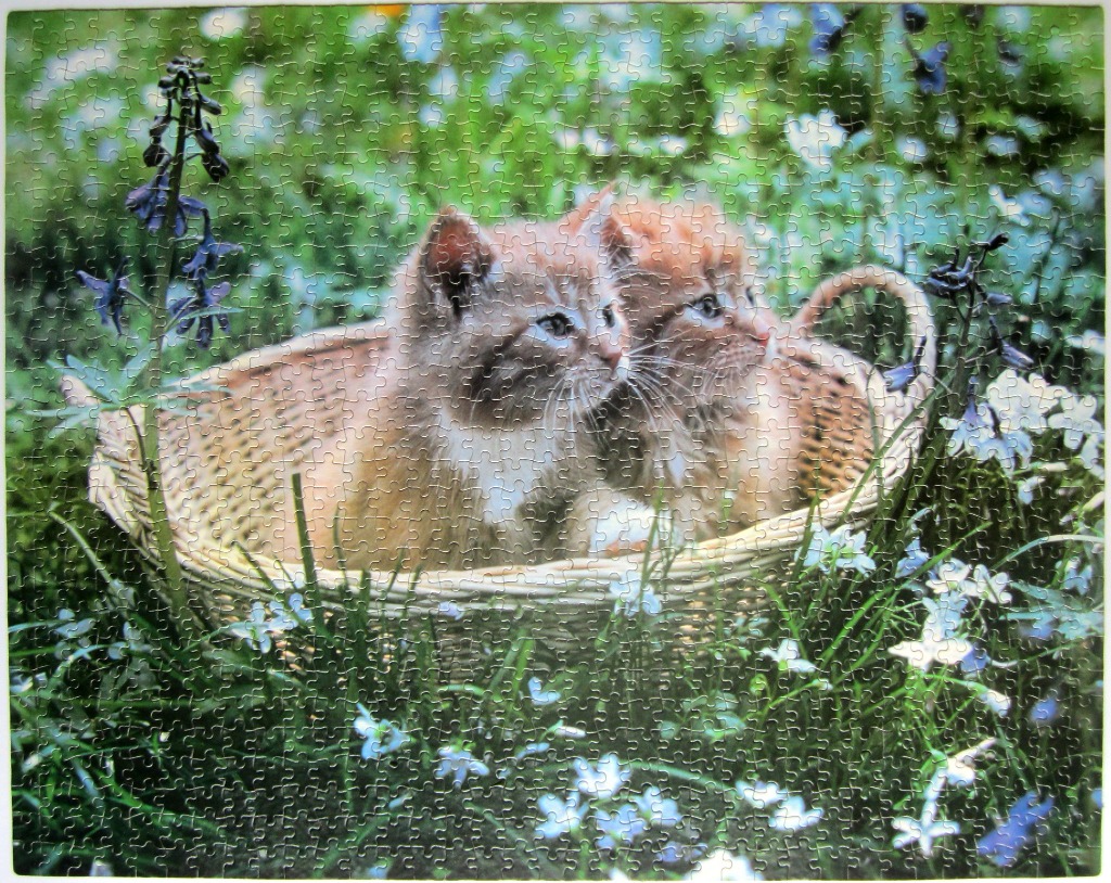 Two fluffy ginger kittens sitting together in a wicker basket in a garden
