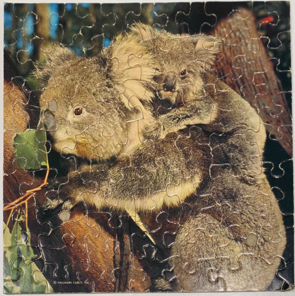 An adult koala carries its joey on its back while resting on a tree branch.