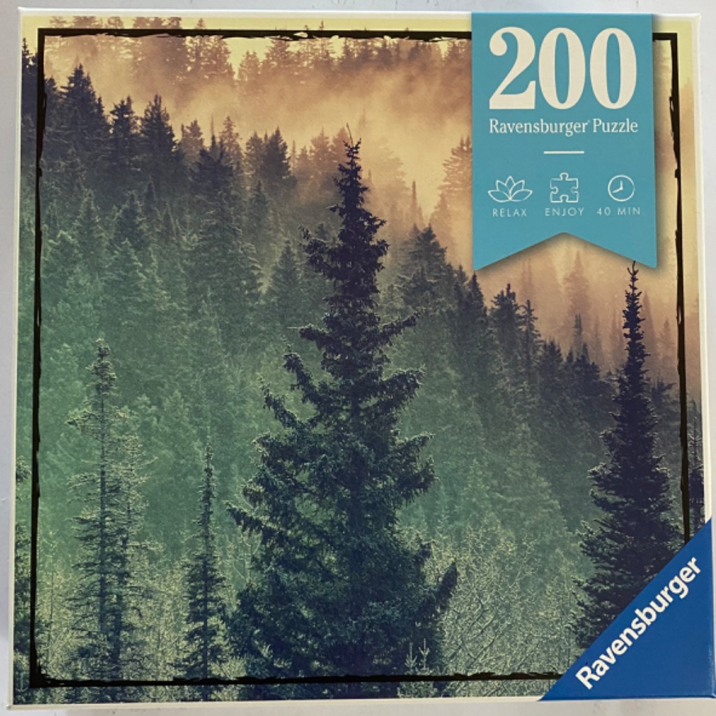 A dense forest of tall pine trees shrouded in golden mist and soft morning light.