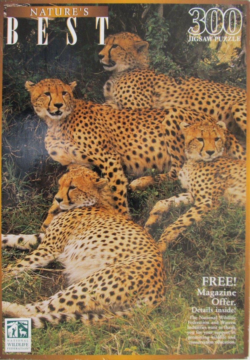 Four cheetahs resting together in a grassy, shaded savanna habitat.