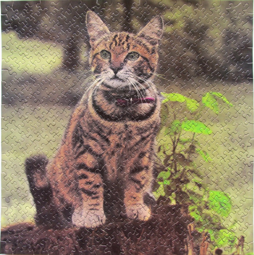 A close-up photograph of a brown tabby cat with dark stripes sitting outdoors.