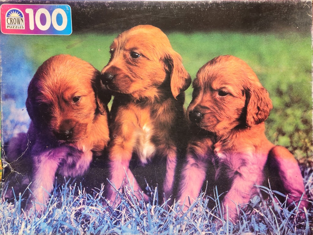 Three golden-brown puppies sitting together in a patch of blue-tinted grass