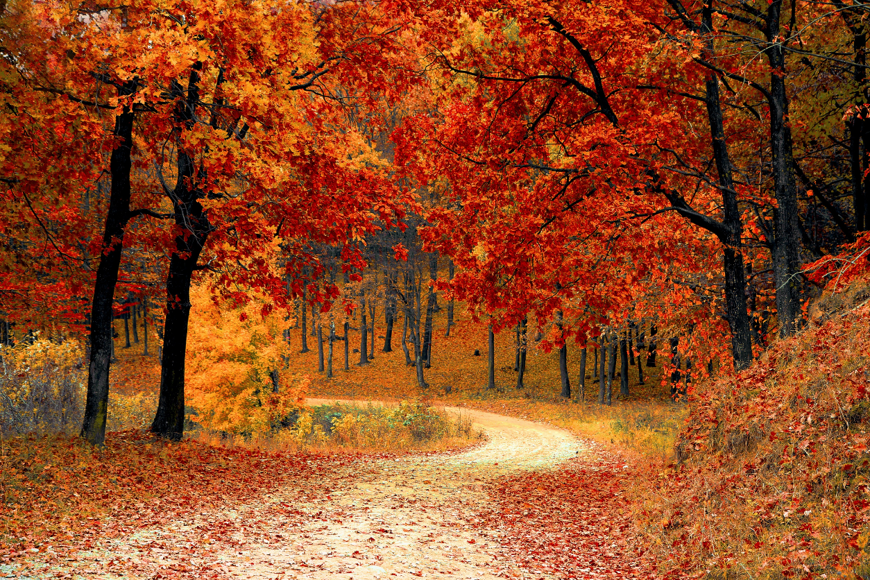 A winding dirt road through a vibrant autumn forest with bright orange and red leaves.
