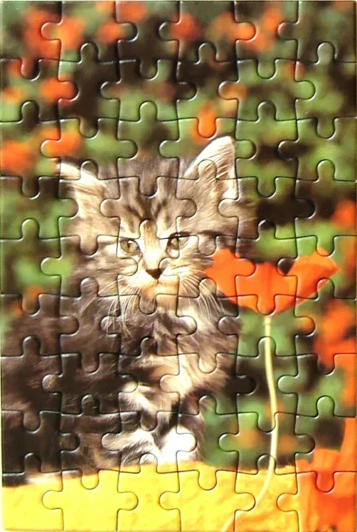 A fluffy gray tabby kitten sitting in a garden with orange flowers.