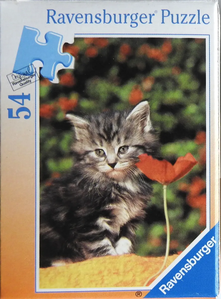 A fluffy grey tabby kitten sitting beside a single red poppy in a garden.