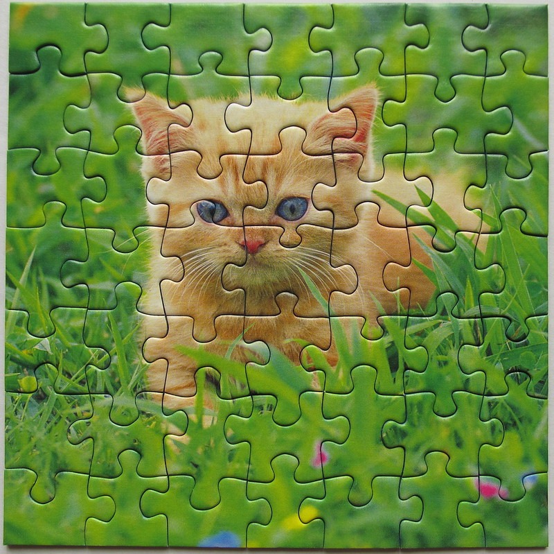 A close-up portrait of a fluffy orange kitten sitting in a lush green grassy field.