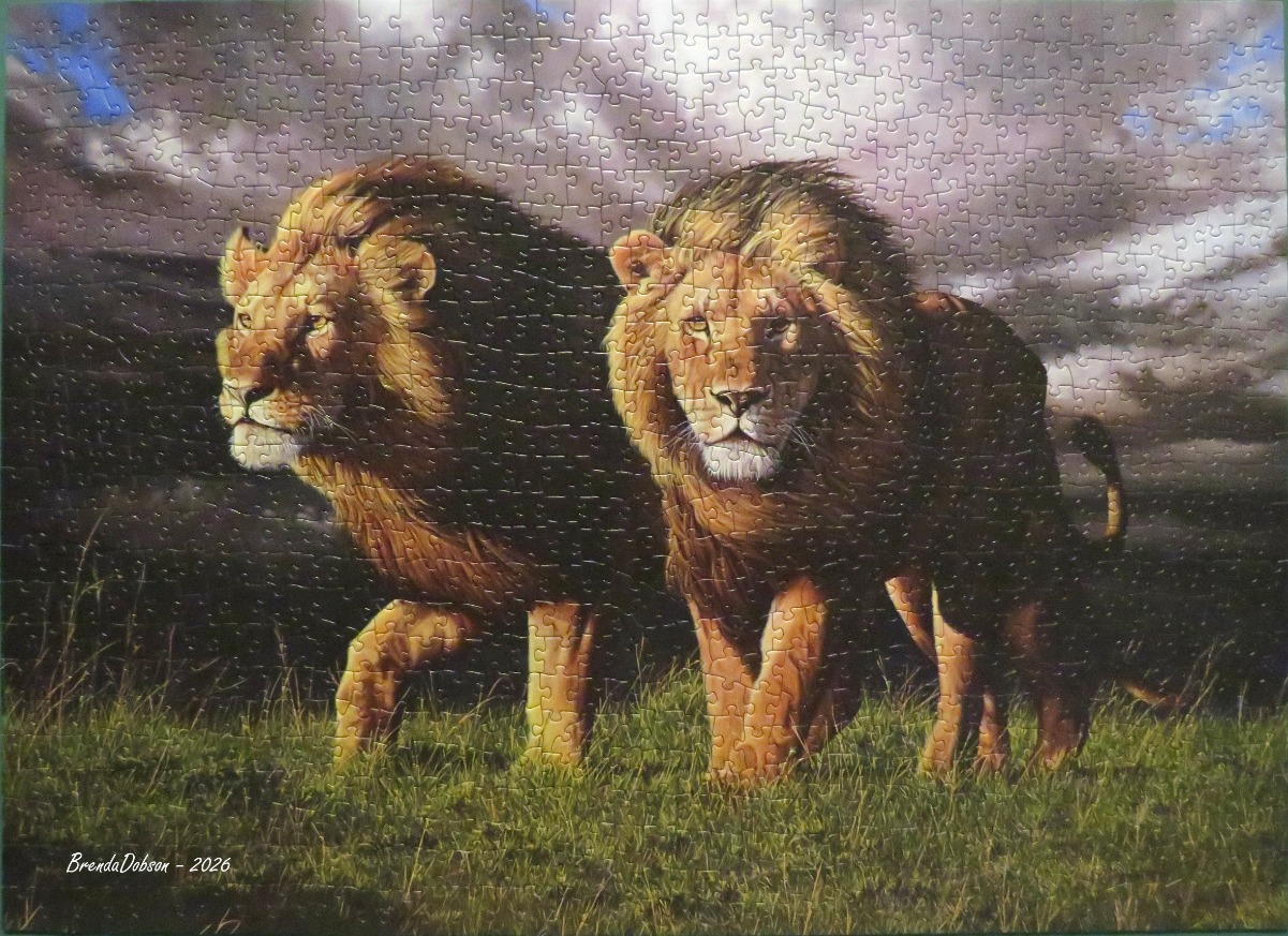 Two male lions walking together through a grassy field under a stormy sky.