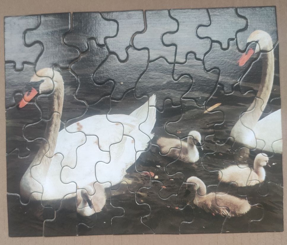 Two white swans and three cygnets swimming in dark water