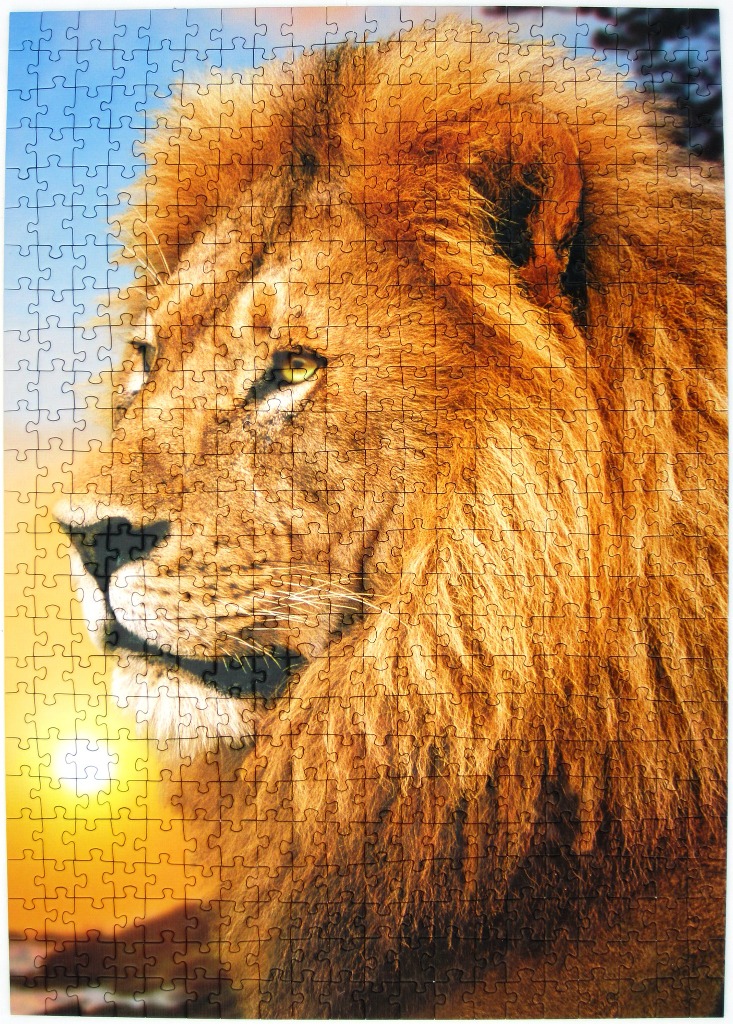 A side profile close-up of a majestic male lion in front of a setting sun.
